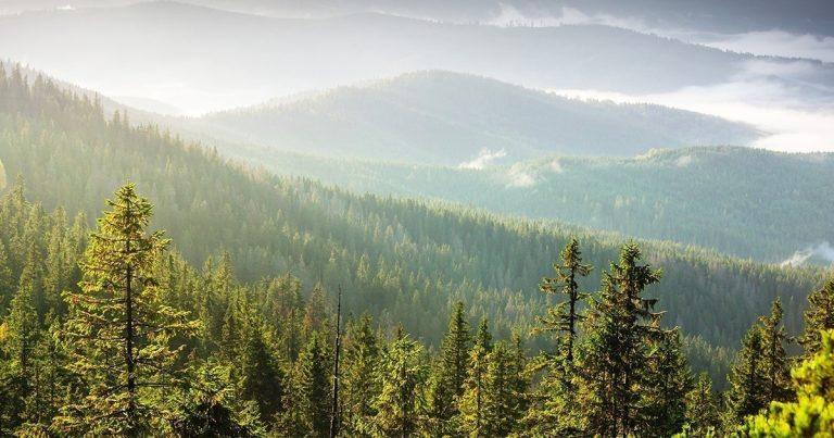 Exploring the Healing Power of Nature in Addiction Recovery